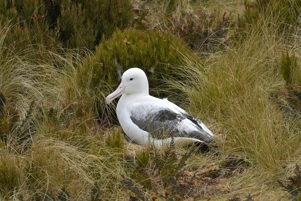albatroz-real