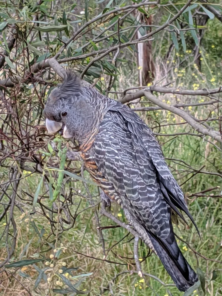 Cacatua-gang-gang