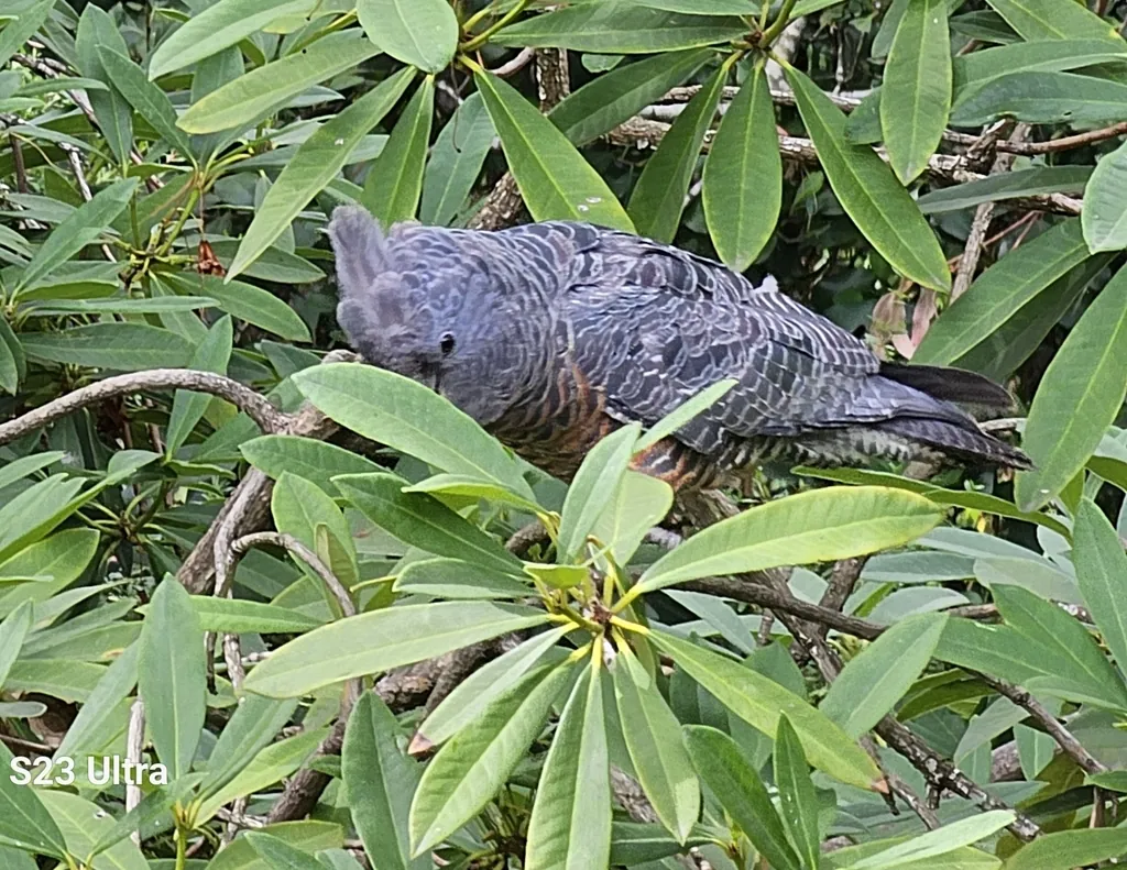 cacatua-gang-gang