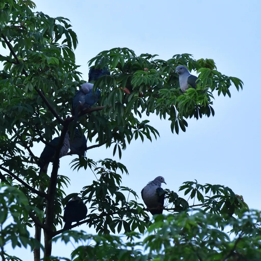 pombo-imperial-verde