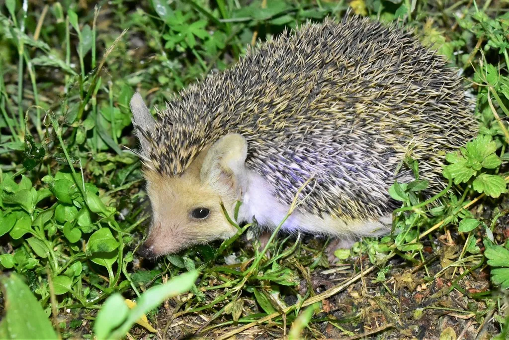 Hemiechinus auritus