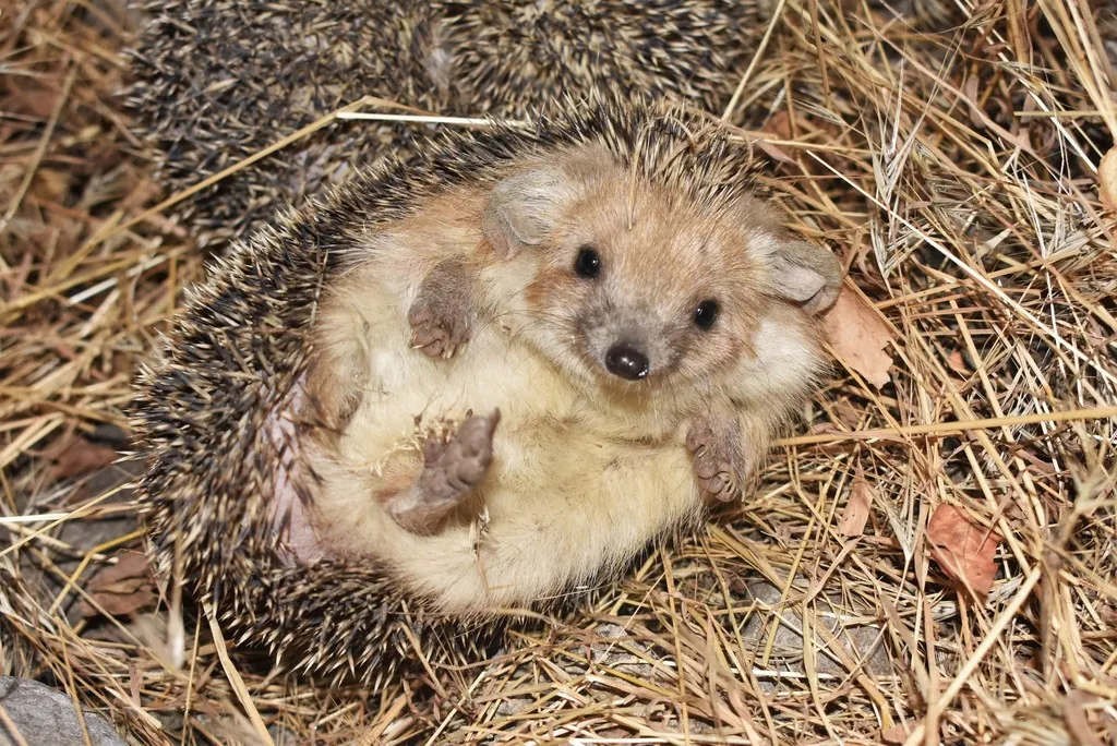 Hemiechinus auritus