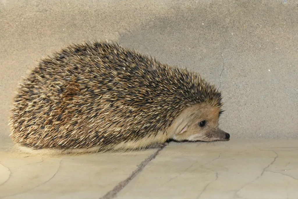 Hemiechinus auritus