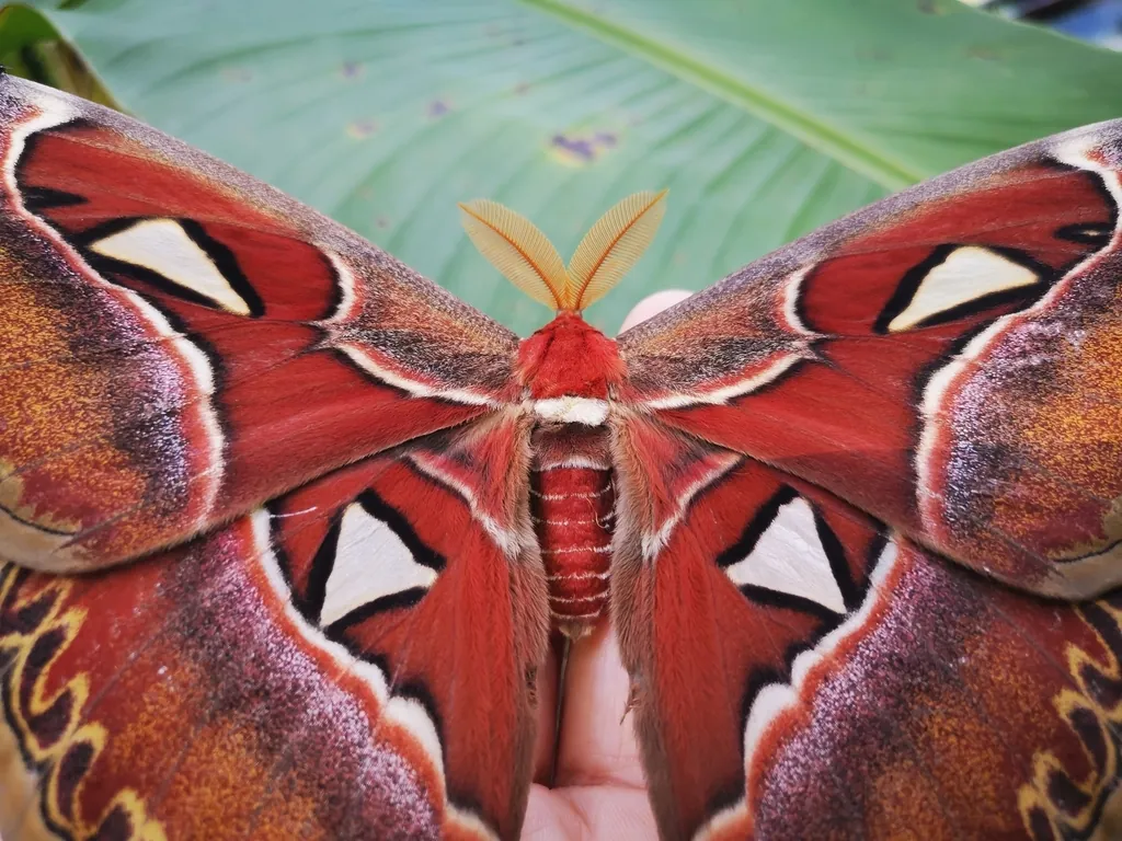 Mariposa-atlas