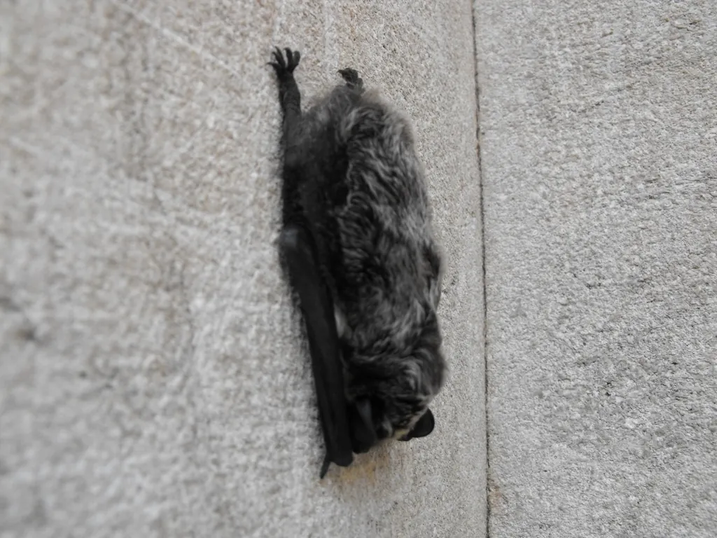 Vespertilio murinus