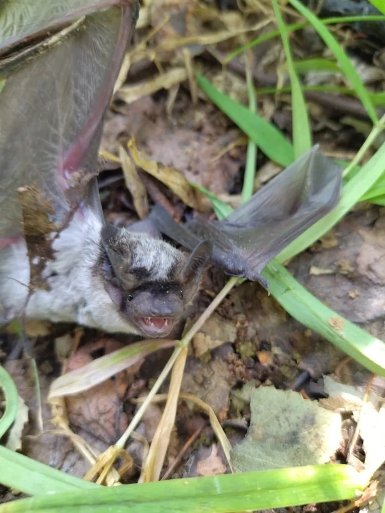 Vespertilio murinus