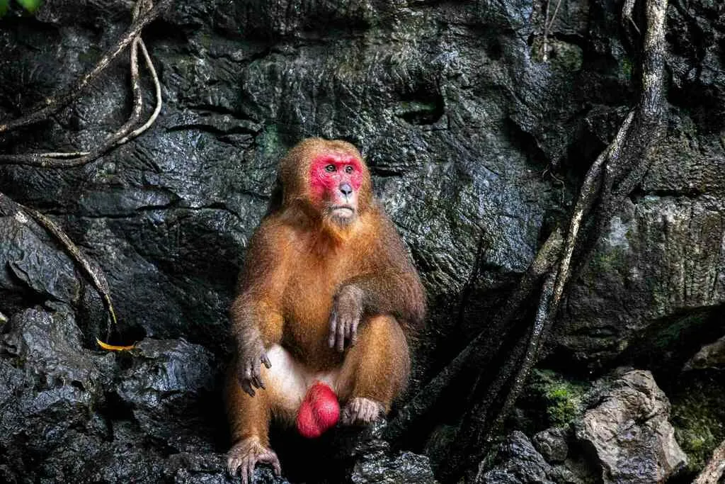 Macaco-urso