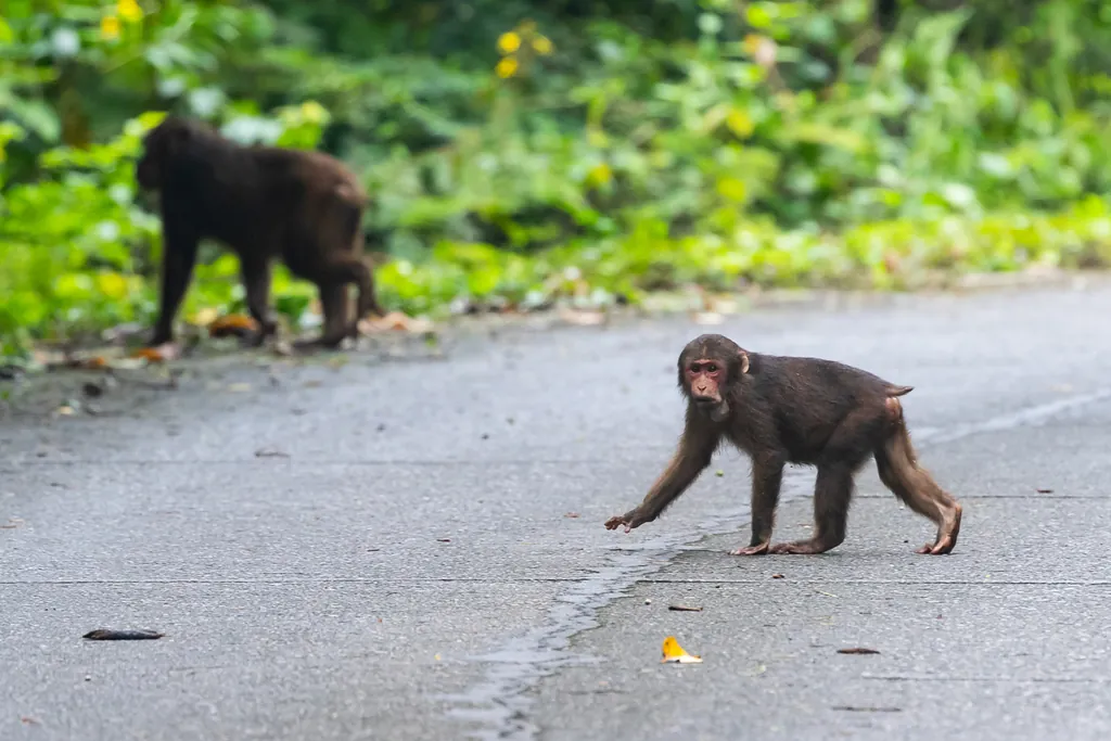 Macaco-urso