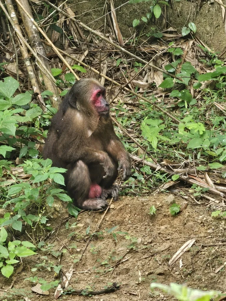 Macaco-urso