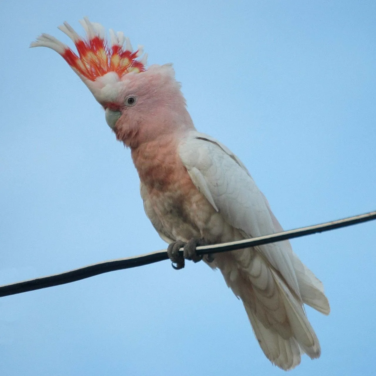 Cacatua-rosa