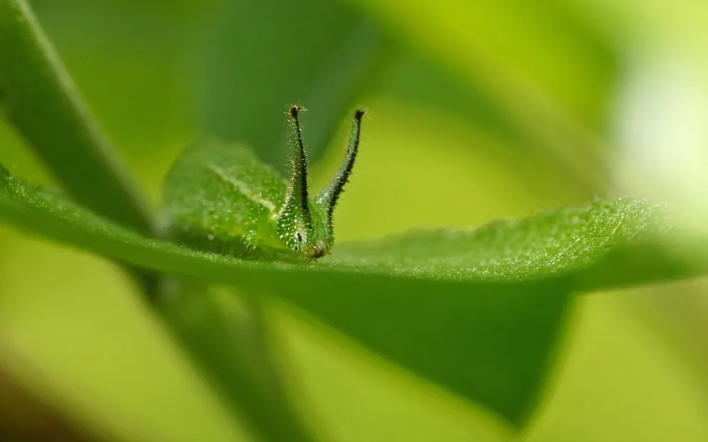 Apatura iris