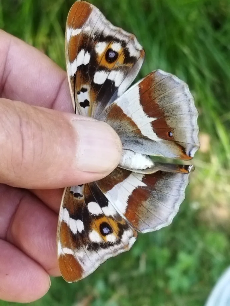 Apatura iris