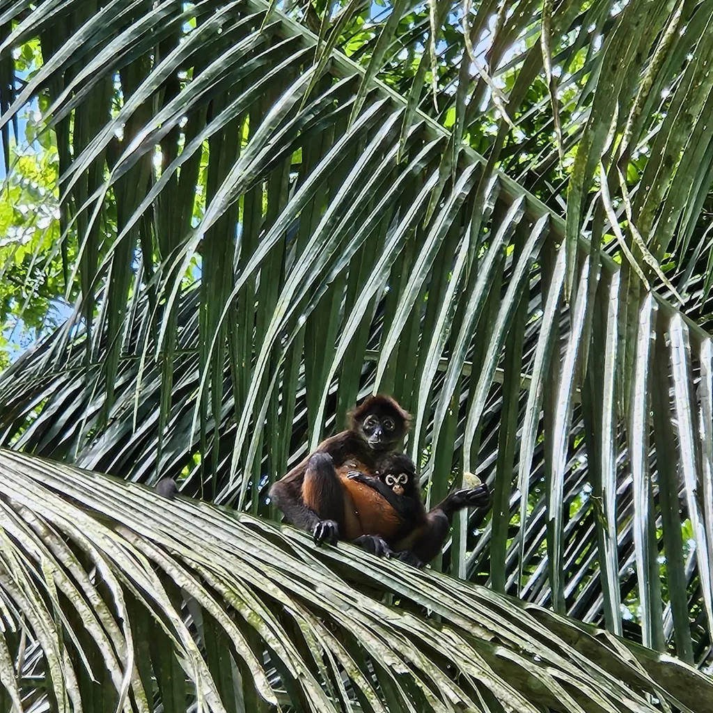 Ateles geoffroyi