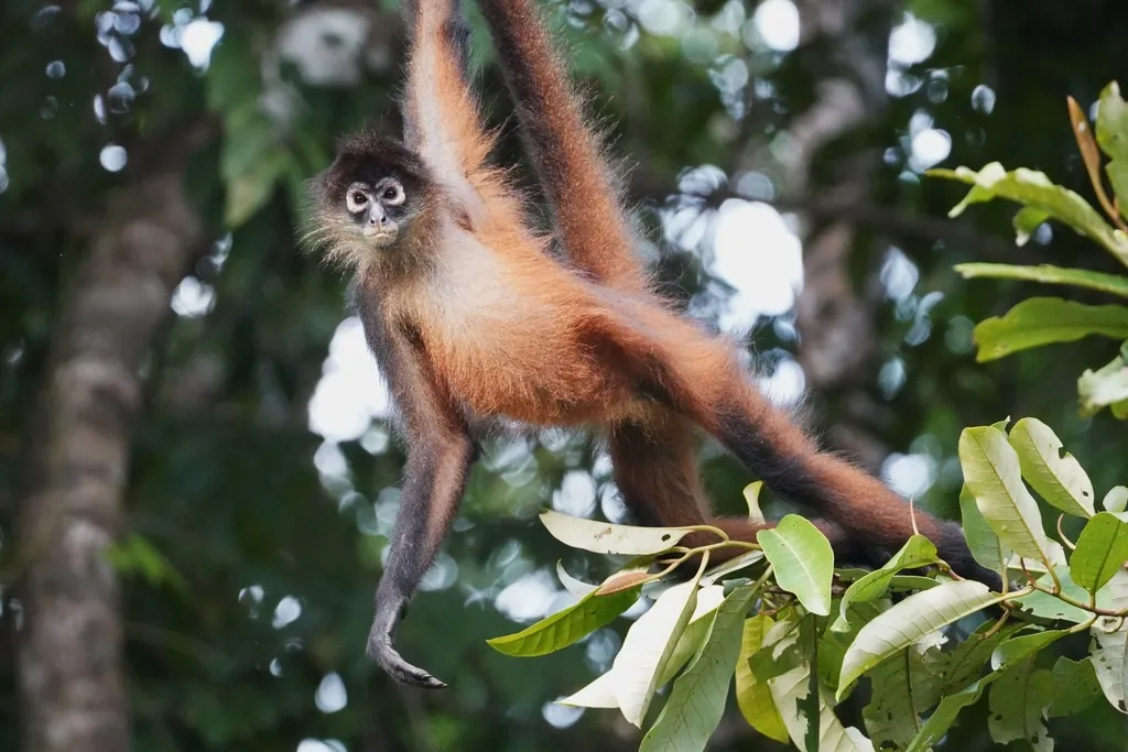 Ateles geoffroyi