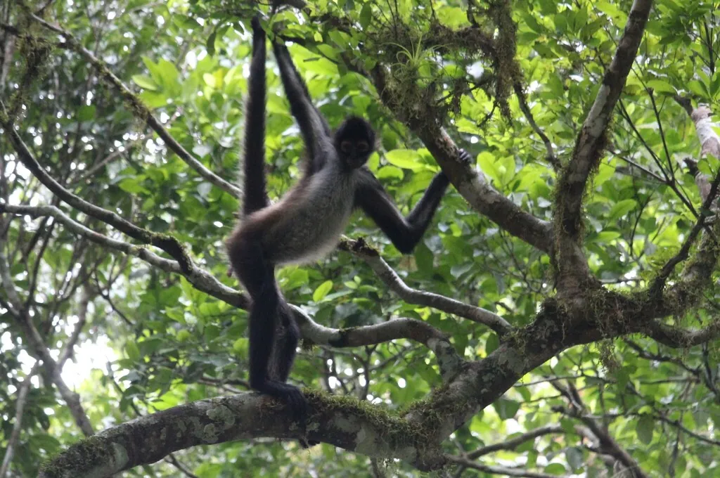 Ateles geoffroyi