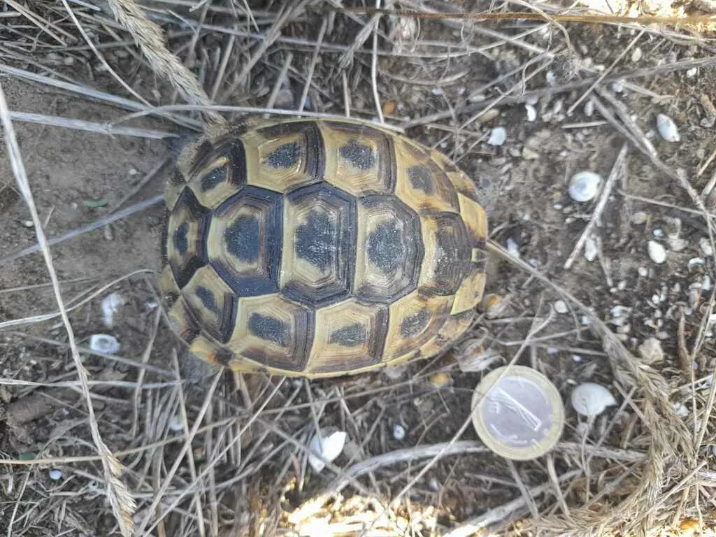 Testudo graeca