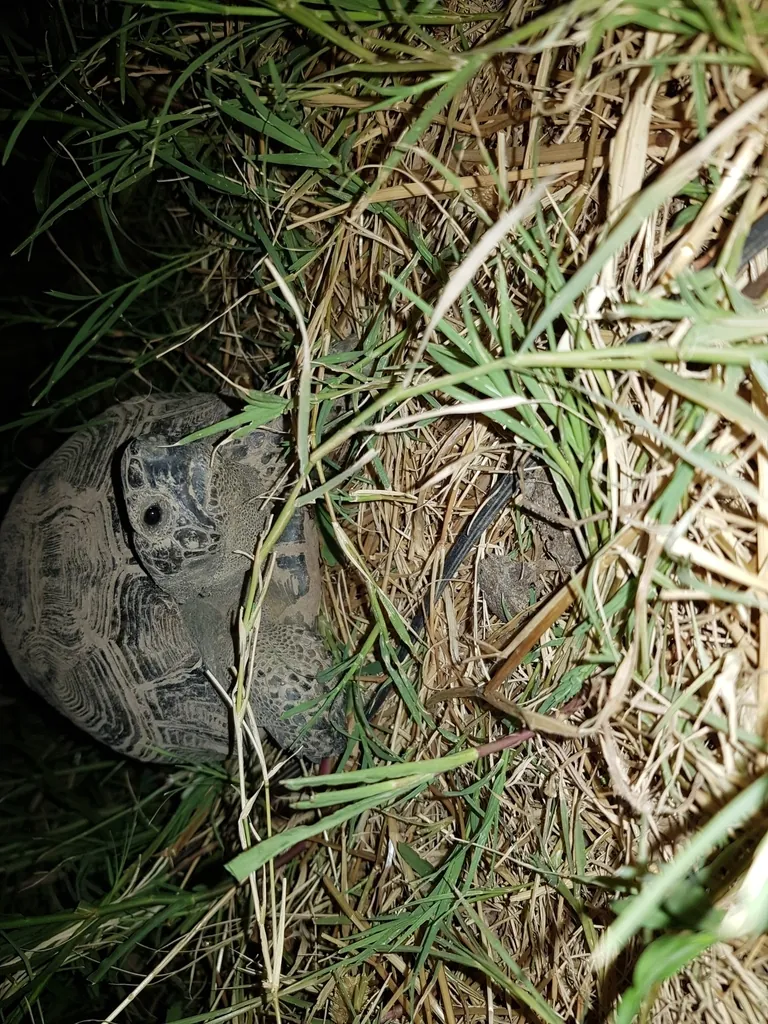 Testudo graeca