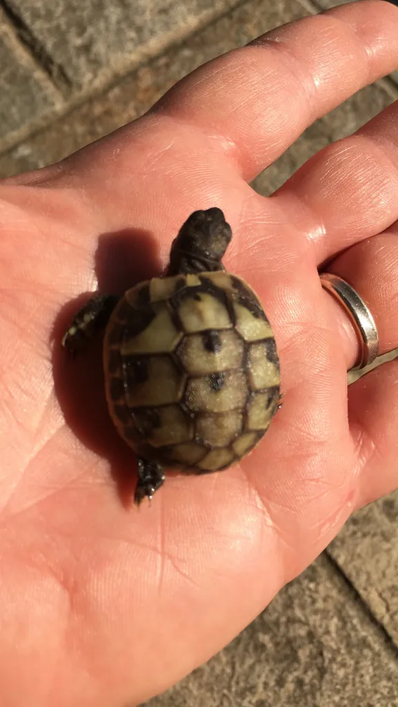 Testudo graeca