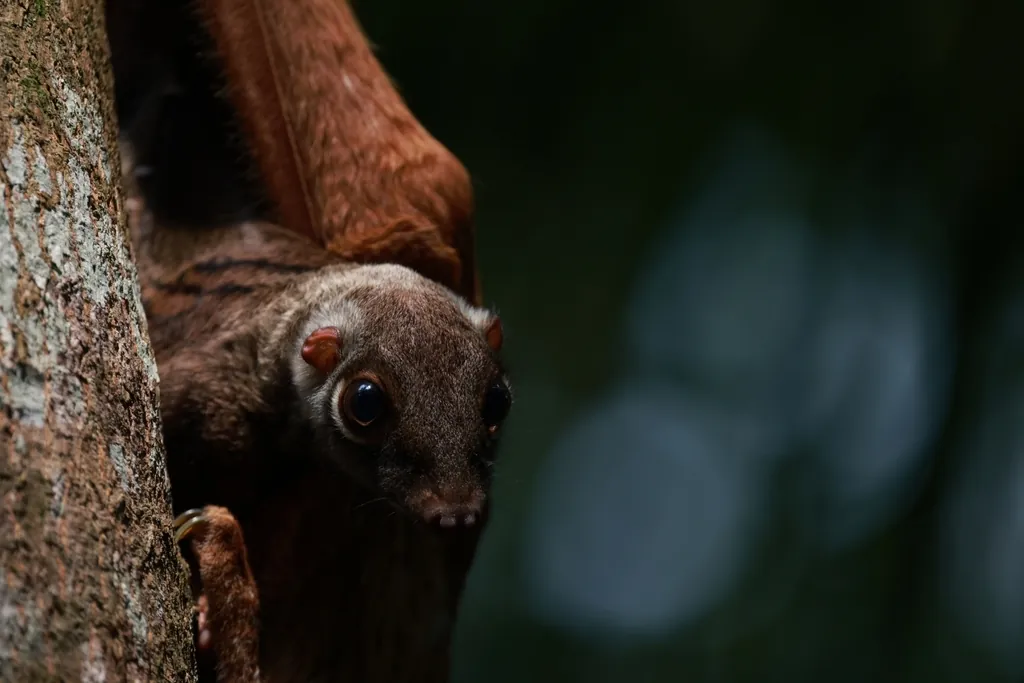 Colugo-malaio