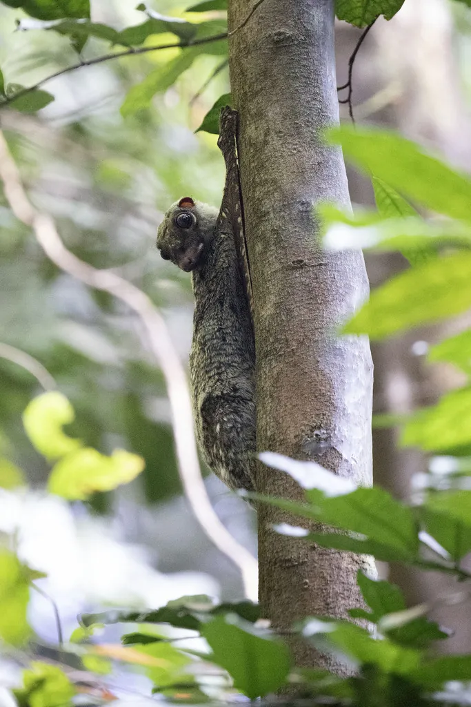 Colugo-malaio