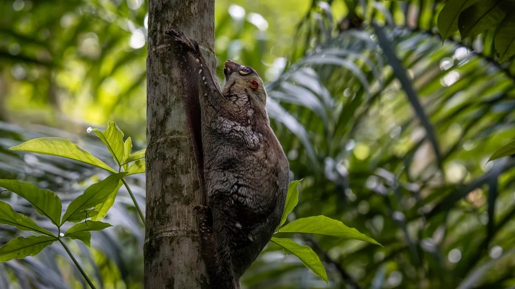 Colugo-malaio