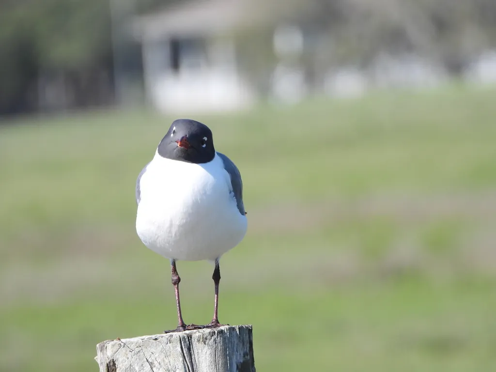 gaivota-alegre