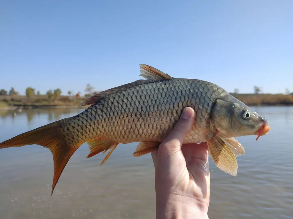 Carpa-comum