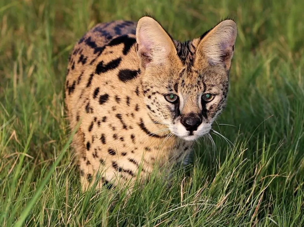 Serval