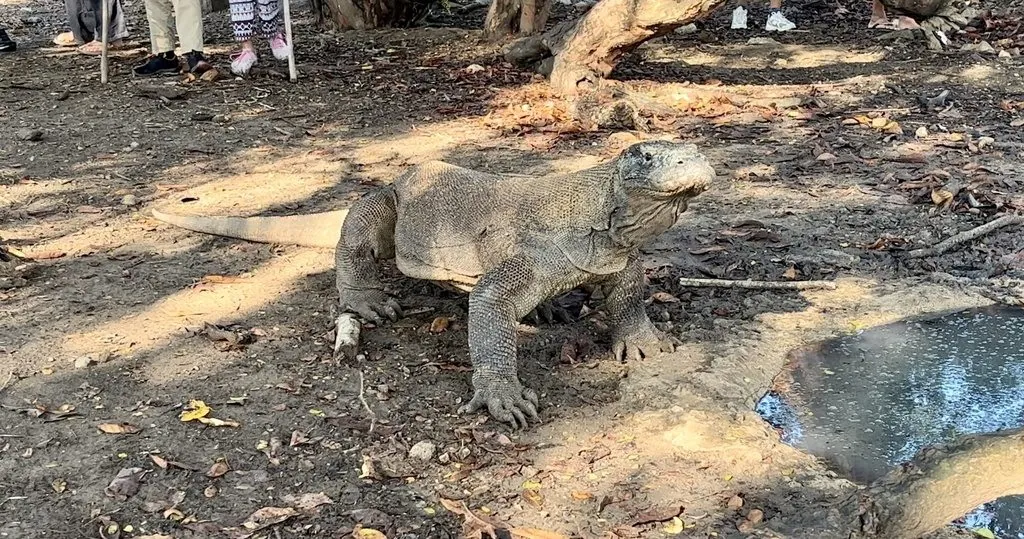 Crocodilo-da-terra