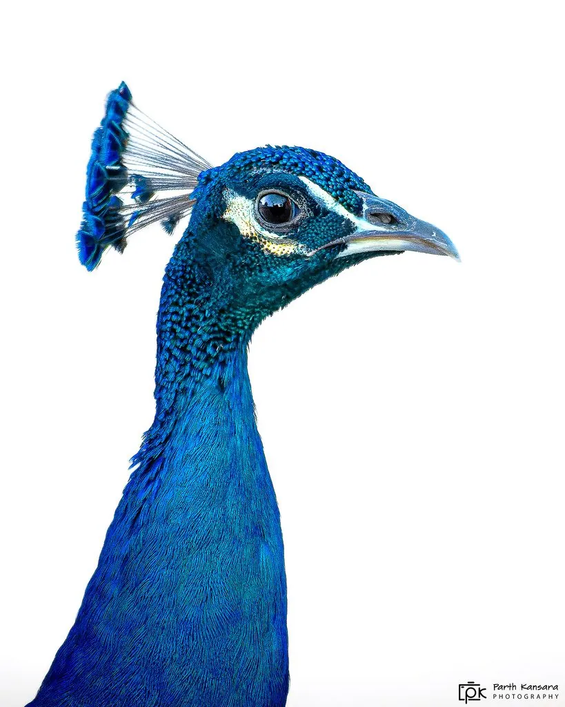 Pavão-azul