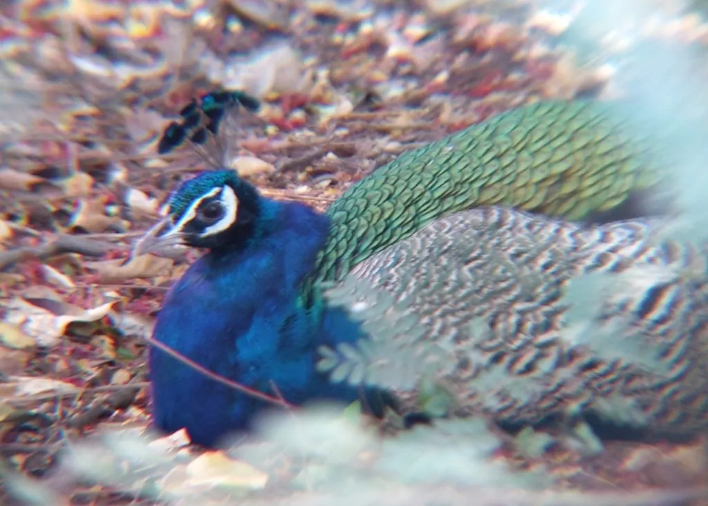 Pavão-azul