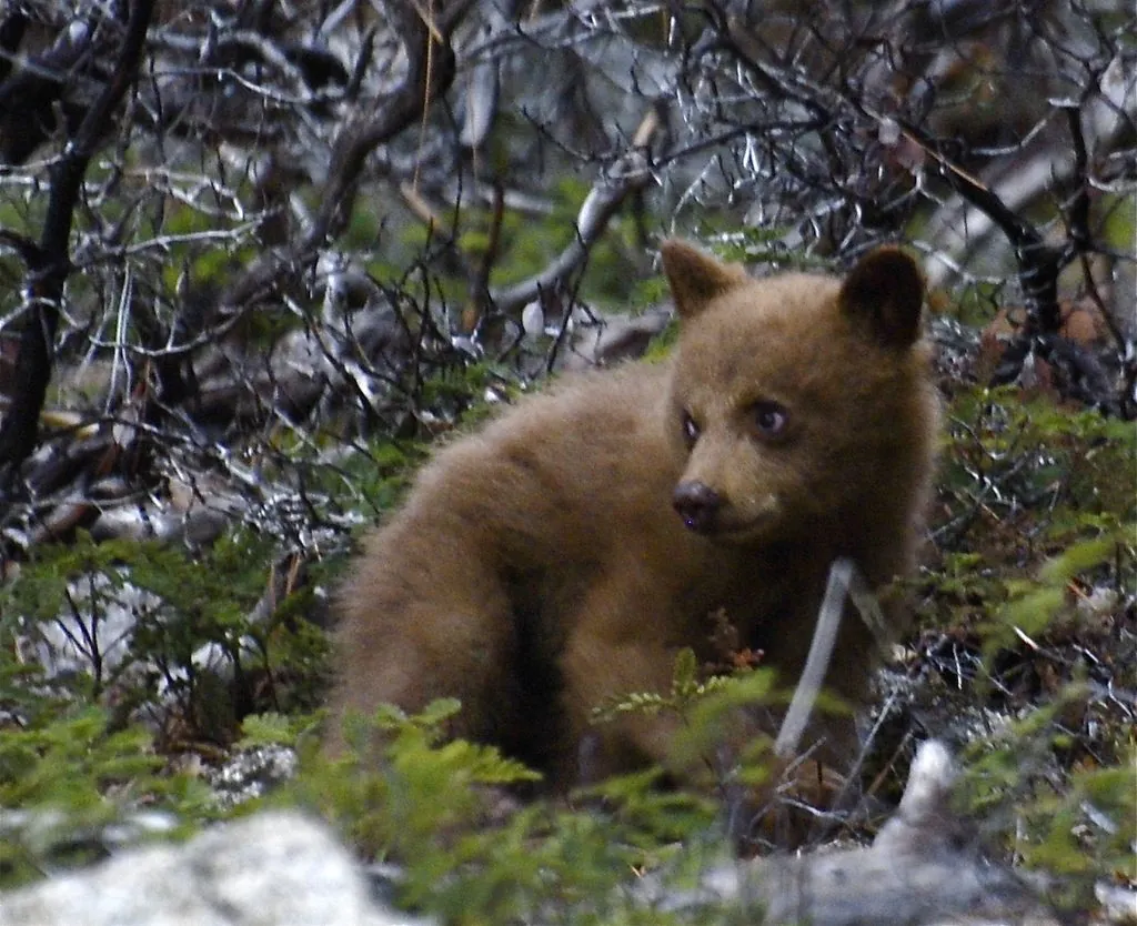 Urso-negro