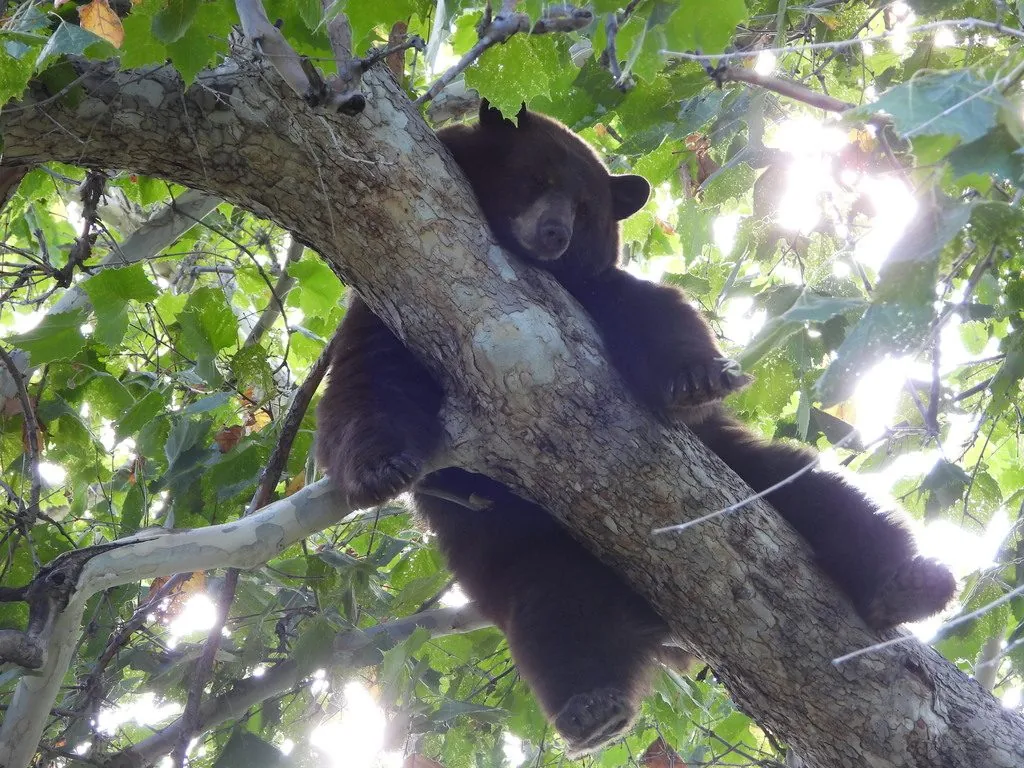 Urso-negro