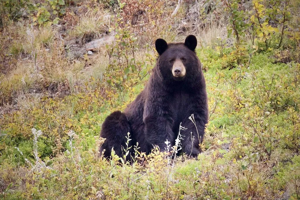 Urso-negro