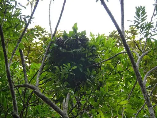 Bonobo