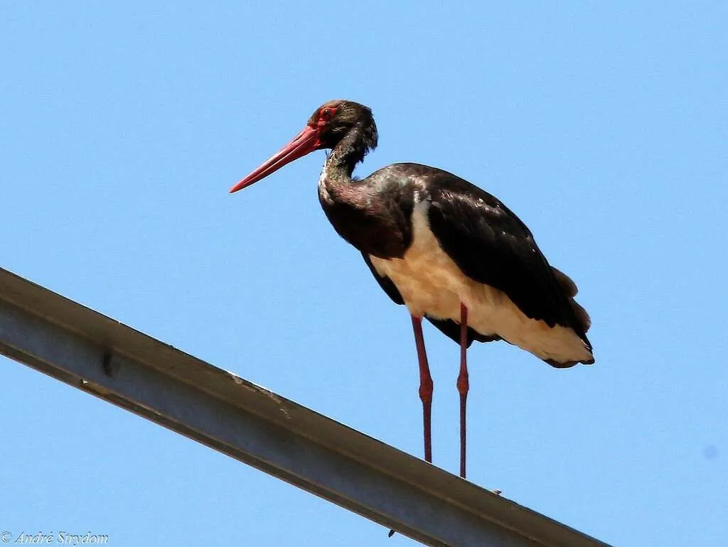 cegonha-preta