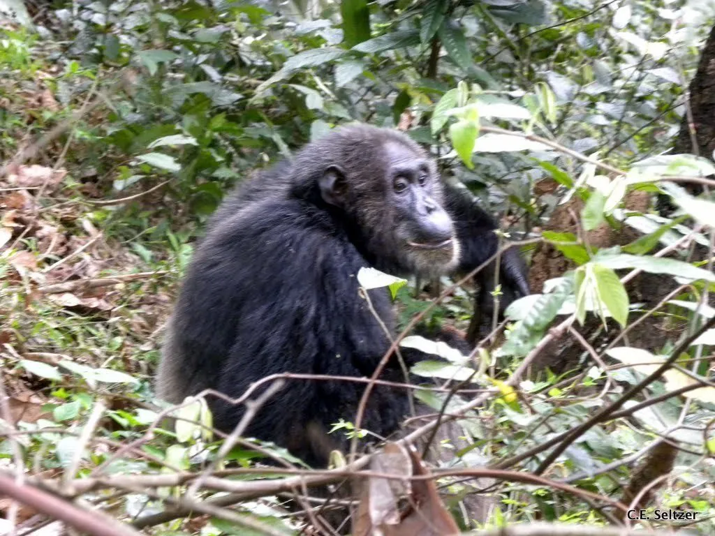 Chimpanzé-comum