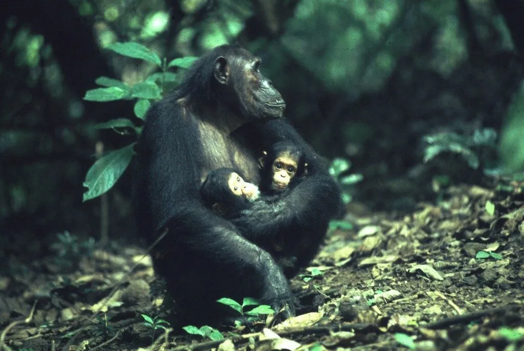 Chimpanzé-comum