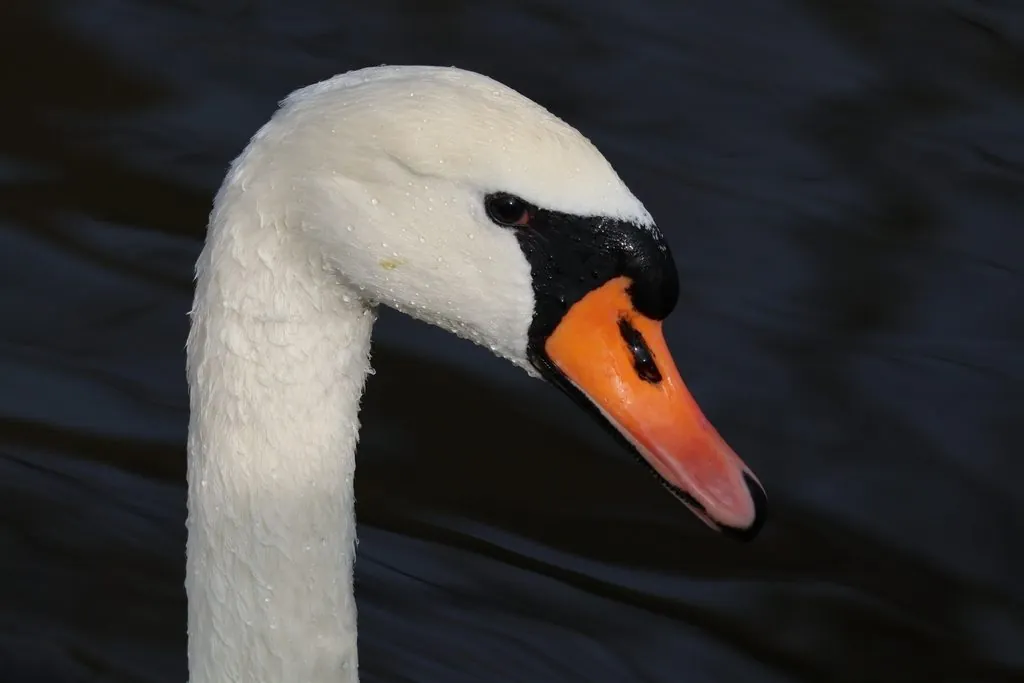 Cisne-branco