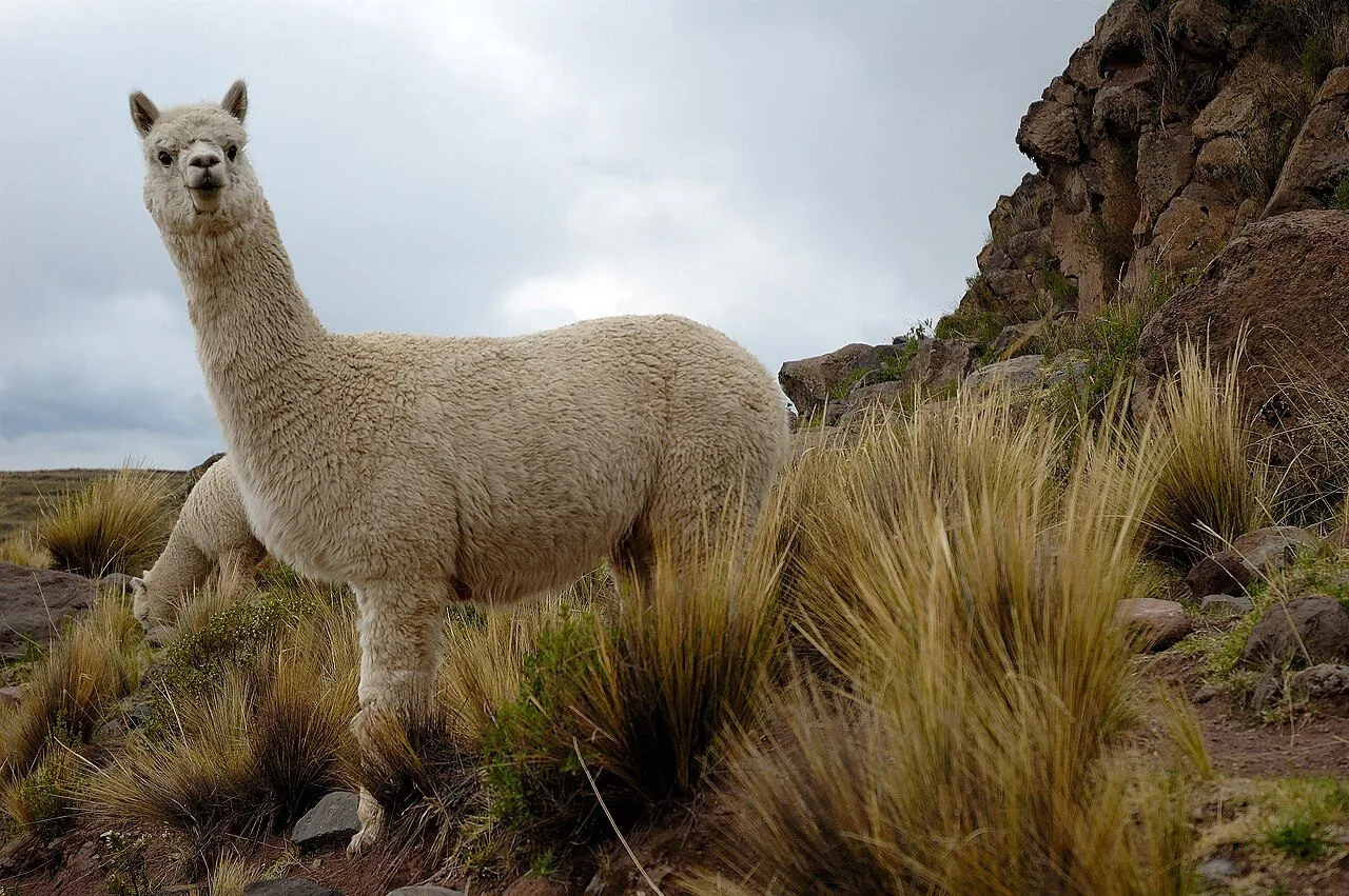 Alpaca