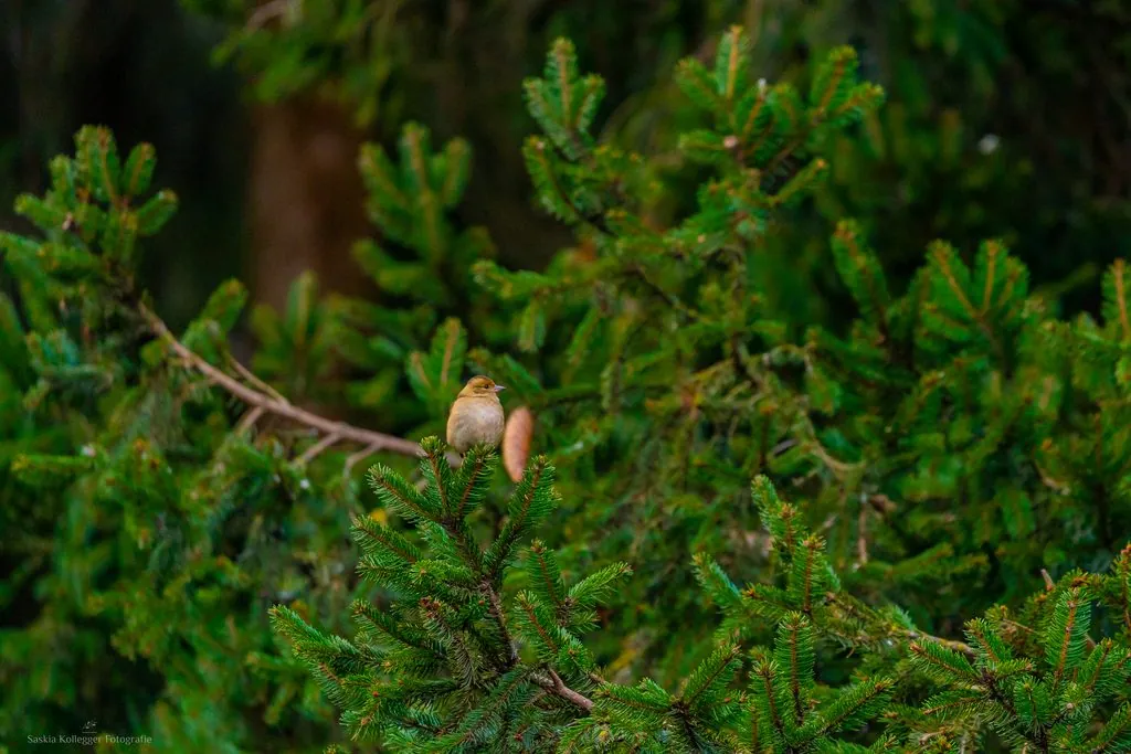 Fringilla coelebs