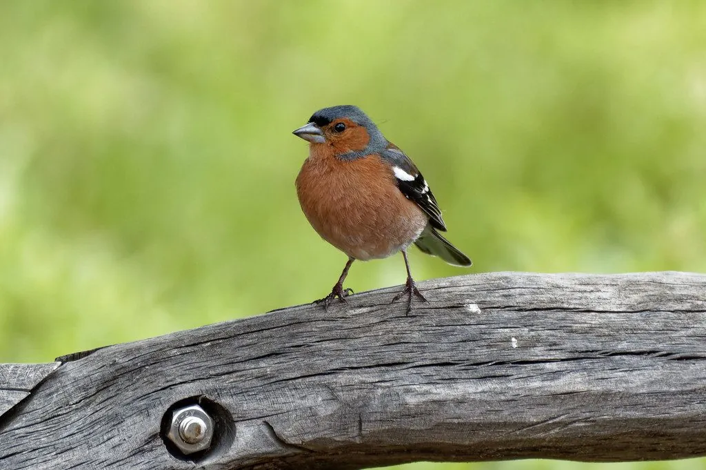 Fringilla coelebs