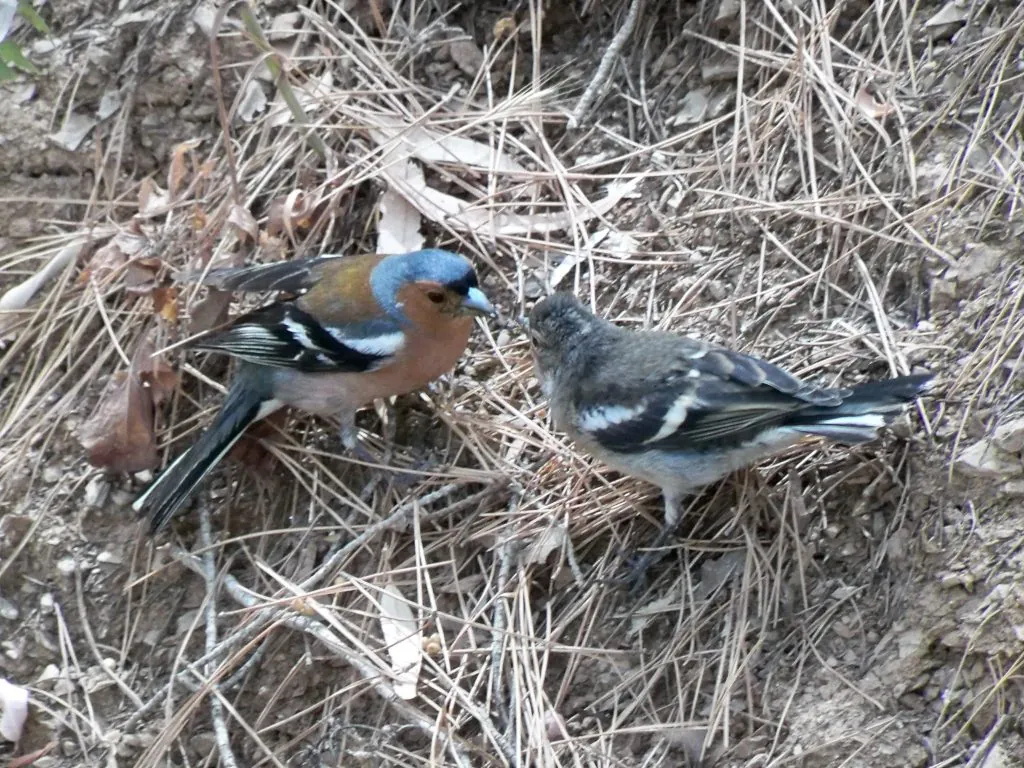 Fringilla coelebs