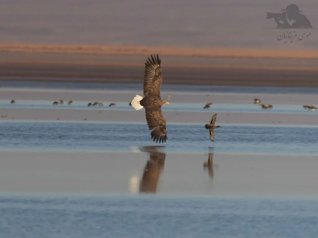 Haliaeetus albicilla