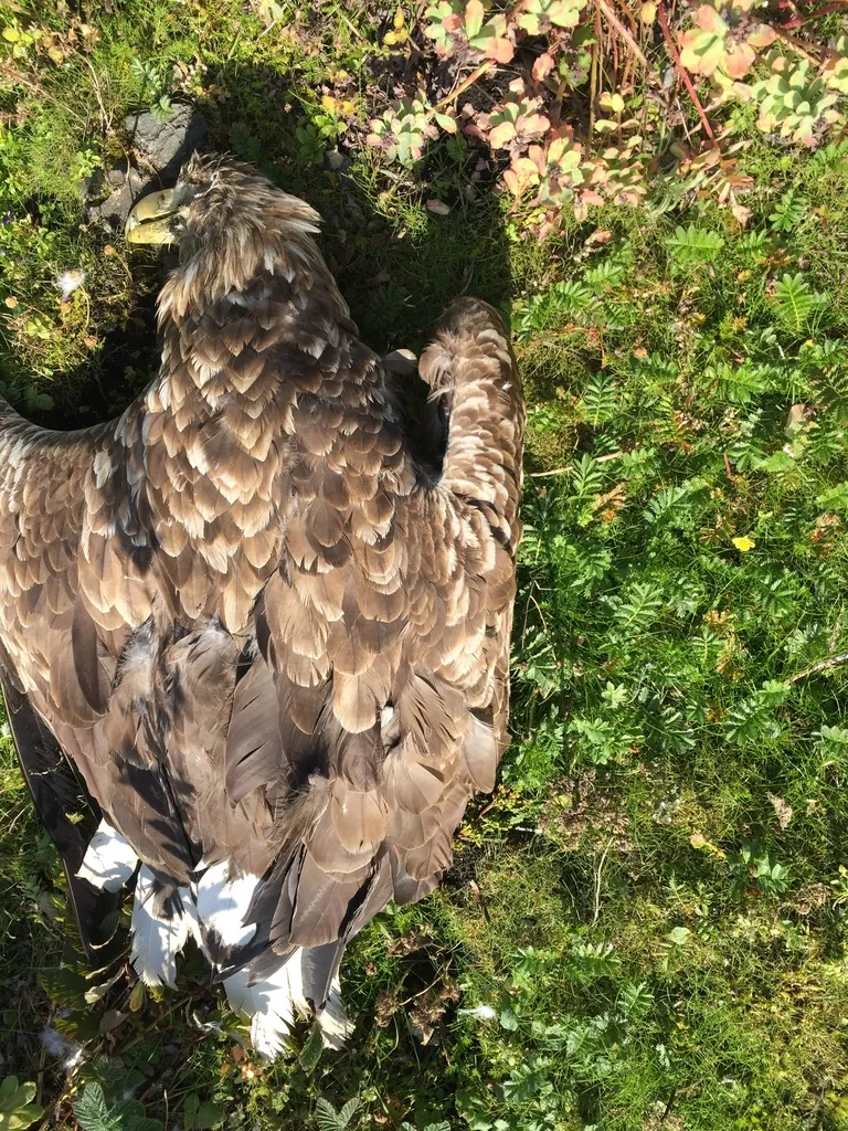 Haliaeetus albicilla