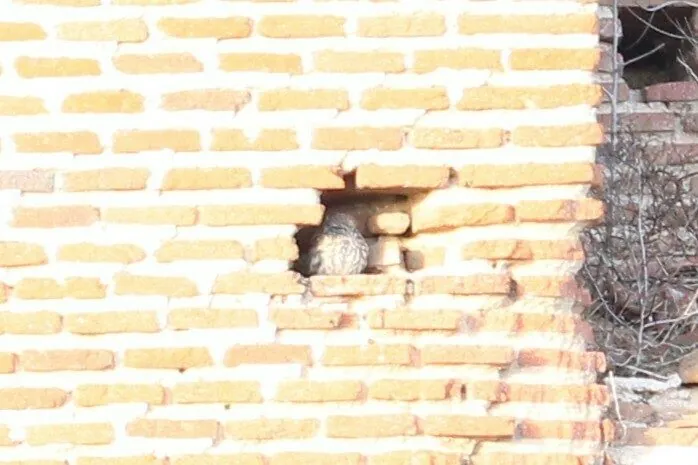 Mocho-galego
