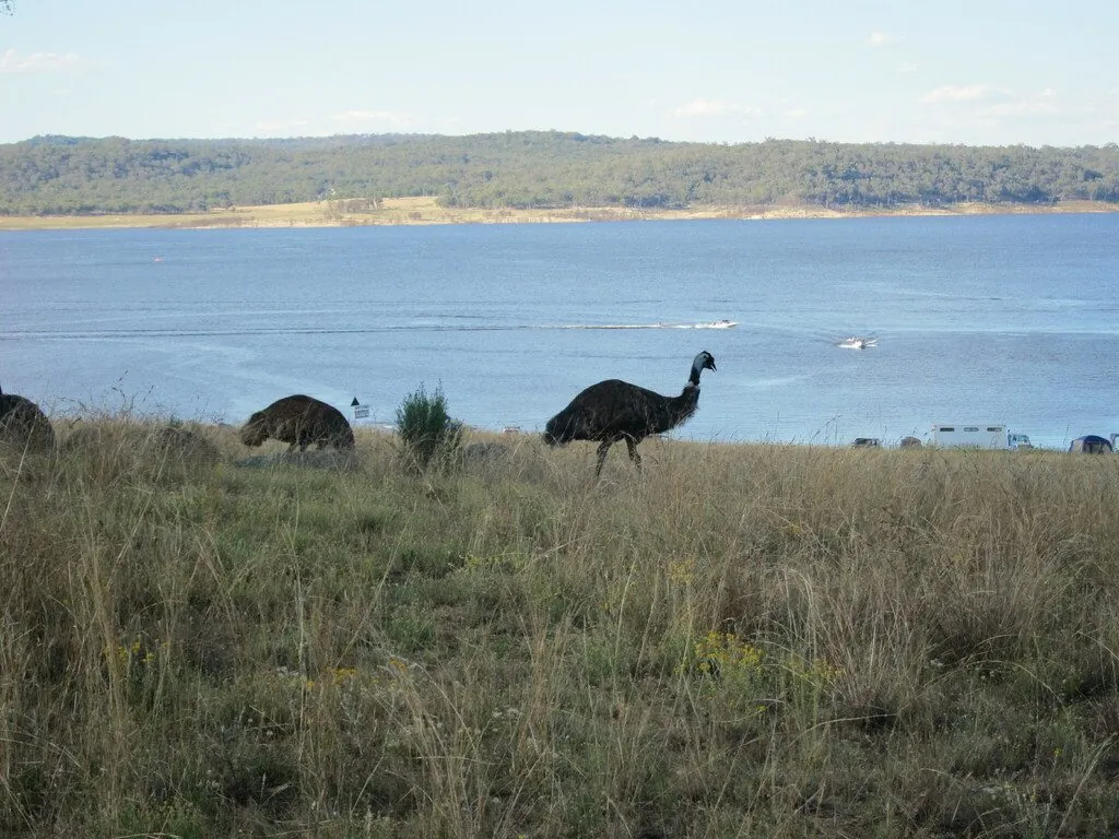 ema-australiana