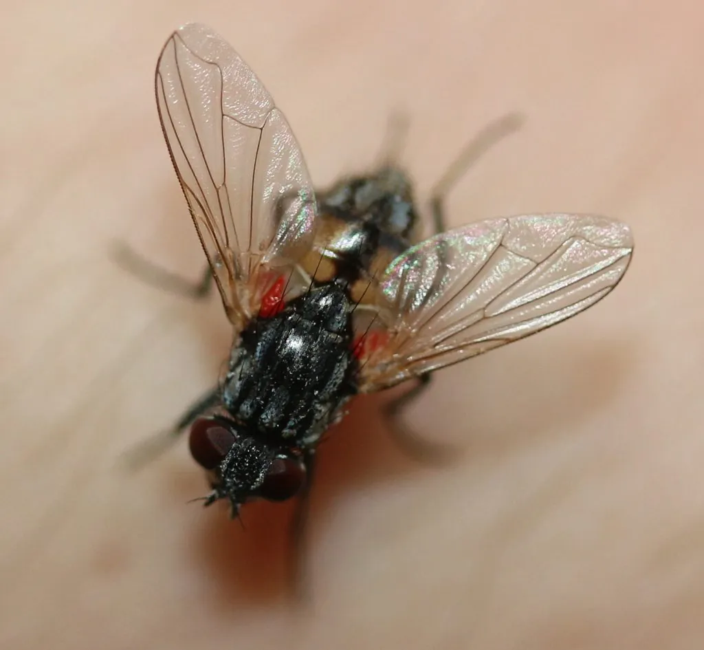 Musca domestica
