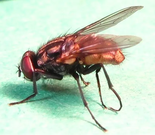 Musca domestica