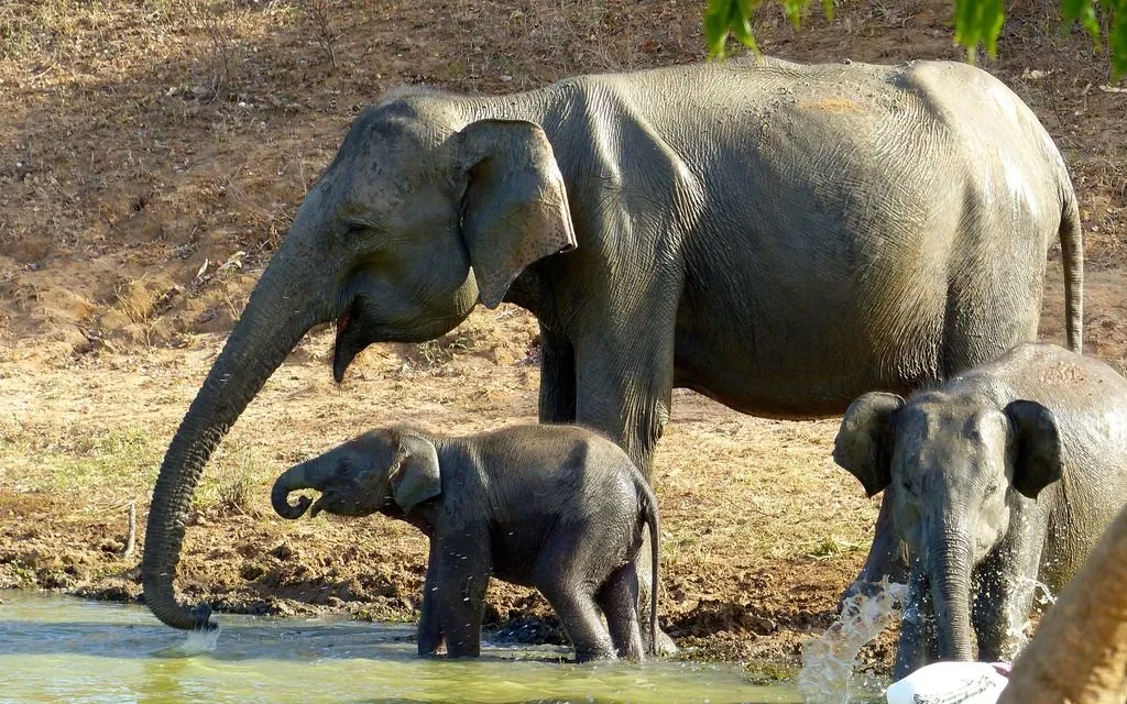 Elefante-asiático